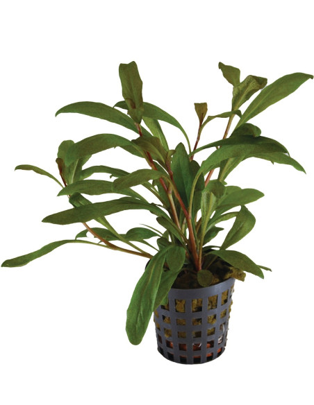 Lysimachia parvifolia (Samolus parviflorus red)