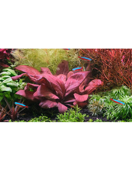 Lysimachia parvifolia (Samolus parviflorus red)
