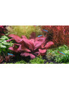 Lysimachia parvifolia(Samolus parviflorus red)