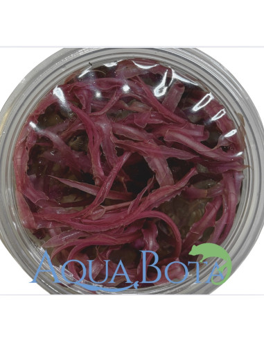 Cryptocoryne balansae 'Pink' - In vitro