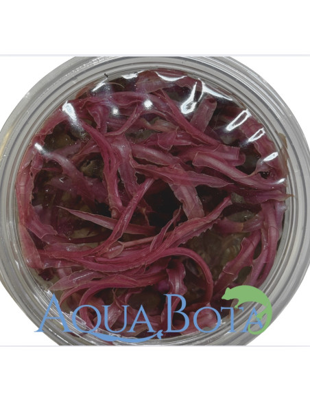 Cryptocoryne balansae 'Pink' - In vitro