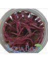 Cryptocoryne balansae 'Pink' - In vitro