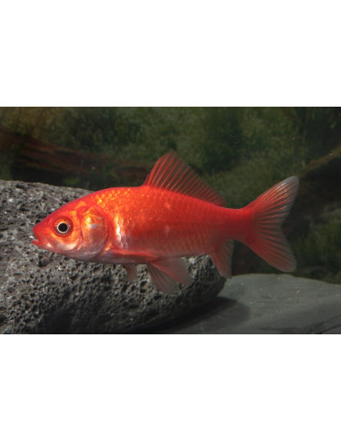 Goldfish 4-6 Cm