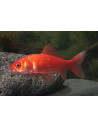Poisson Rouge 4-6 Cm