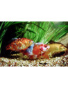 Comet Mix 25-30 Cm
