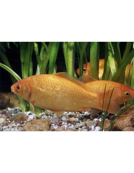 Poisson Jaune 25-30 Cm