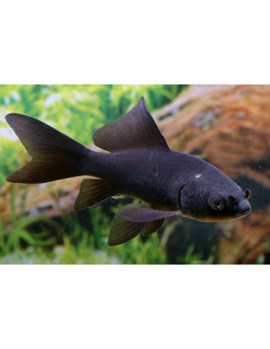 Poisson Noir 12-15 Cm
