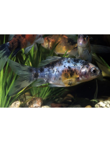 Shubunkin 12-15 Cm