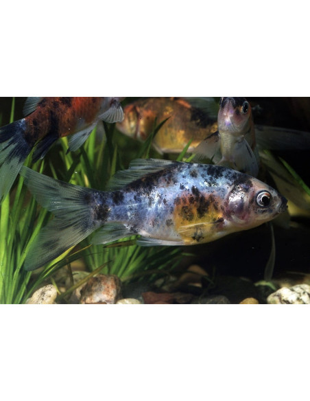 Shubunkin 20-25 Cm