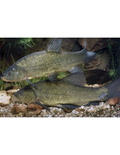 Tanche Vert 15-18cm 2