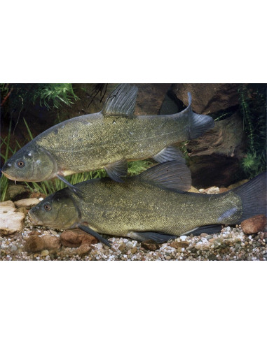 Tanche Vert 15-18cm