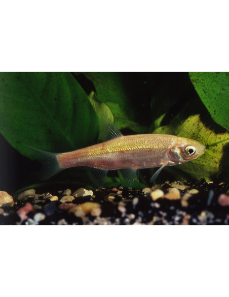 Ide melanote (Ide melanote) 16-18 Cm