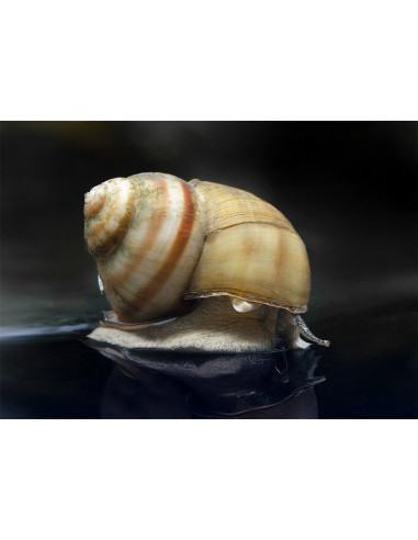 Paludine vivipare (Viviparus sp.) 2cm