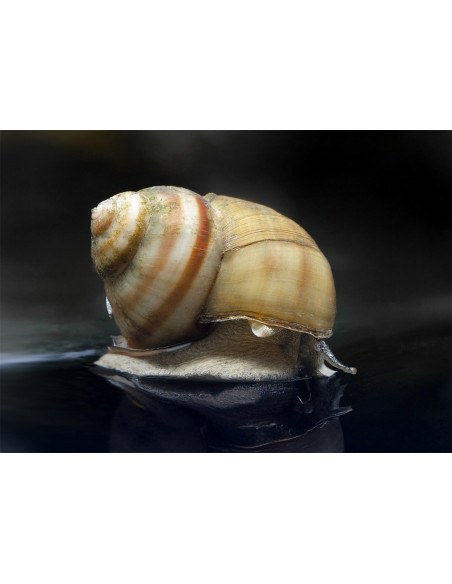 Paludine vivipare (Viviparus sp.) 2cm