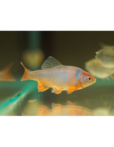 Notropis lutrensis (Notropis lutrensis) 4cm