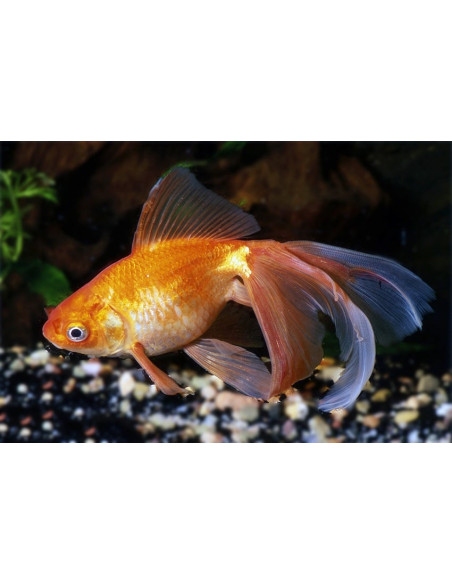 Voile Rouge 4-5 Cm