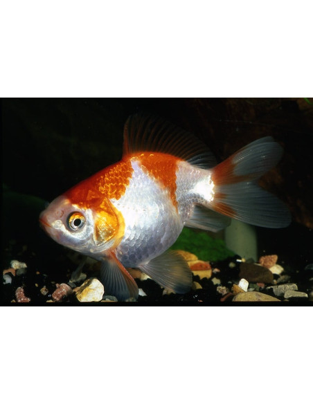 Voile Rouge-Blanc 4-5 Cm