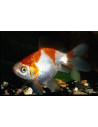 Voile Rouge-Blanc 5-6 Cm