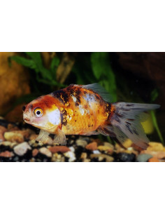 Voile Calico 4-5 Cm 2