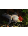 Tete De Lion Redcap 8-9 Cm