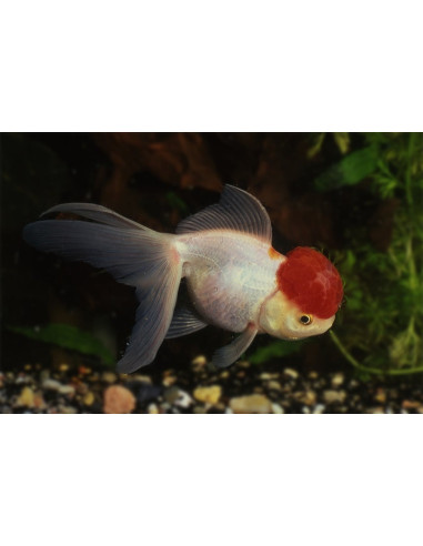 Tete De Lion Redcap 11-12 Cm