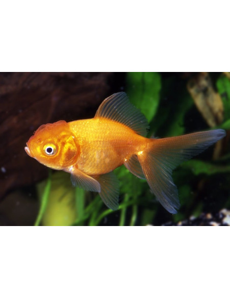 Tete De Lion Rouge 12-13 Cm