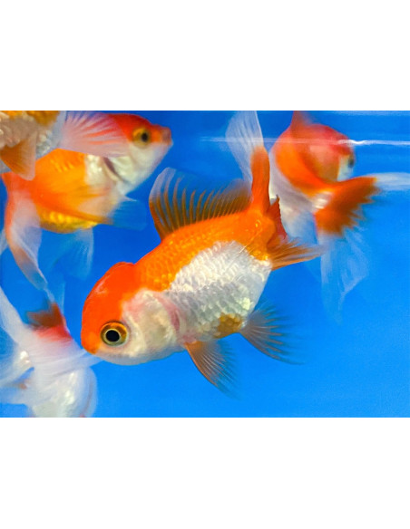 Tete De Lion Rouge-Blanc 11-12 Cm