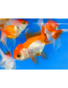 Tete De Lion Rouge-Blanc 14-15 Cm