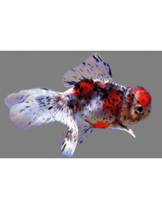 Tete De Lion Calico 14-15 Cm