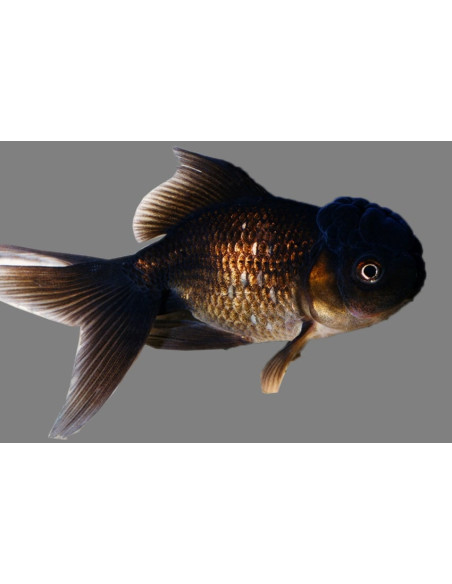 Tete De Lion Noir 9-10 Cm