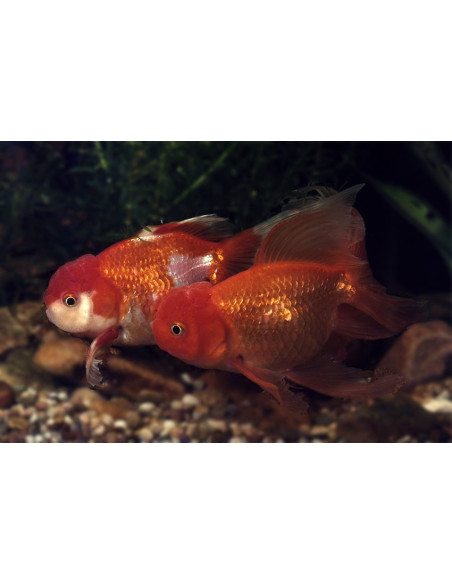 Tete De Lion Mix 10-11 Cm