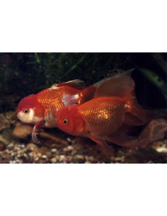 Tete De Lion Mix 17-18 Cm