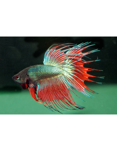 Betta mâle PK Koi Nemo (Betta splendens PK Koi Nemo) 4-5cm