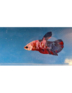 Betta mâle PK Koi Galaxy (Betta splendens PK Koi Galaxy) 4-5cm
