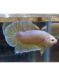 Betta mâle PK Gold (Betta splendens PK Gold) 4-5cm