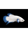 Betta mâle PK Blue Rims (Betta splendens PK Blue Rims) 4-5cm