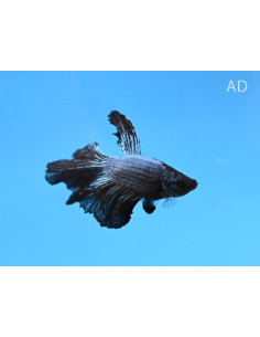 Betta mâle Halfmoon Black Orchid (Betta splendens Halfmoon Black Orchid) 4-5cm