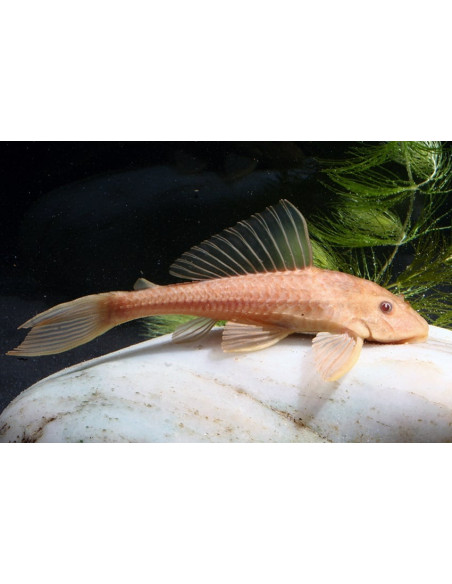 Hypostomus Plecostomus Gold 4-5cm