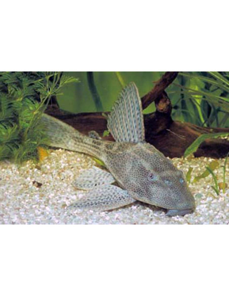 Hypostomus Plecostomus 4-5cm