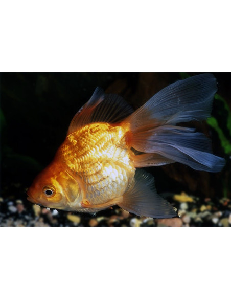 Ryukin Rouge 8-9 Cm