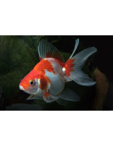 Ryukin Rouge-Blanc 8-9 Cm