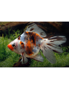 Ryukin Calico 6-7 Cm