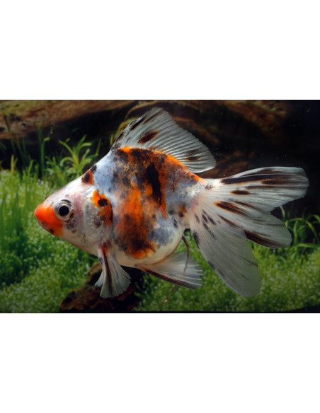 Ryukin Calico 8-9 Cm