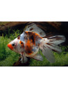 Ryukin Calico 8-9 Cm