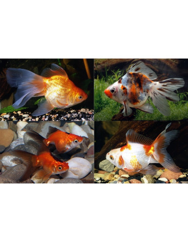 Ryukin Mix 8-9 Cm
