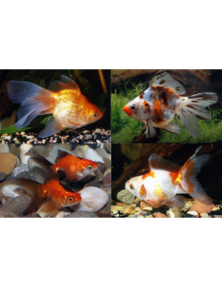 Ryukin Mix 14-15 Cm