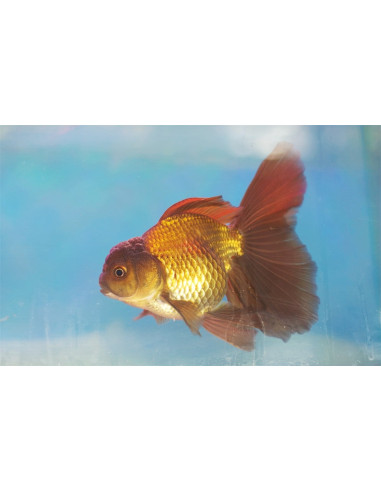 Tete De Lion Brun 9-10 Cm