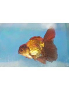 Tete De Lion Brun 15-16 Cm