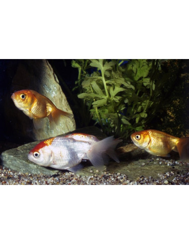 Ranchu Mix 6-7 Cm