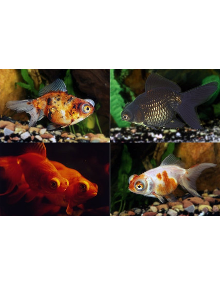 Telescop Yeux Mix 9-10 Cm